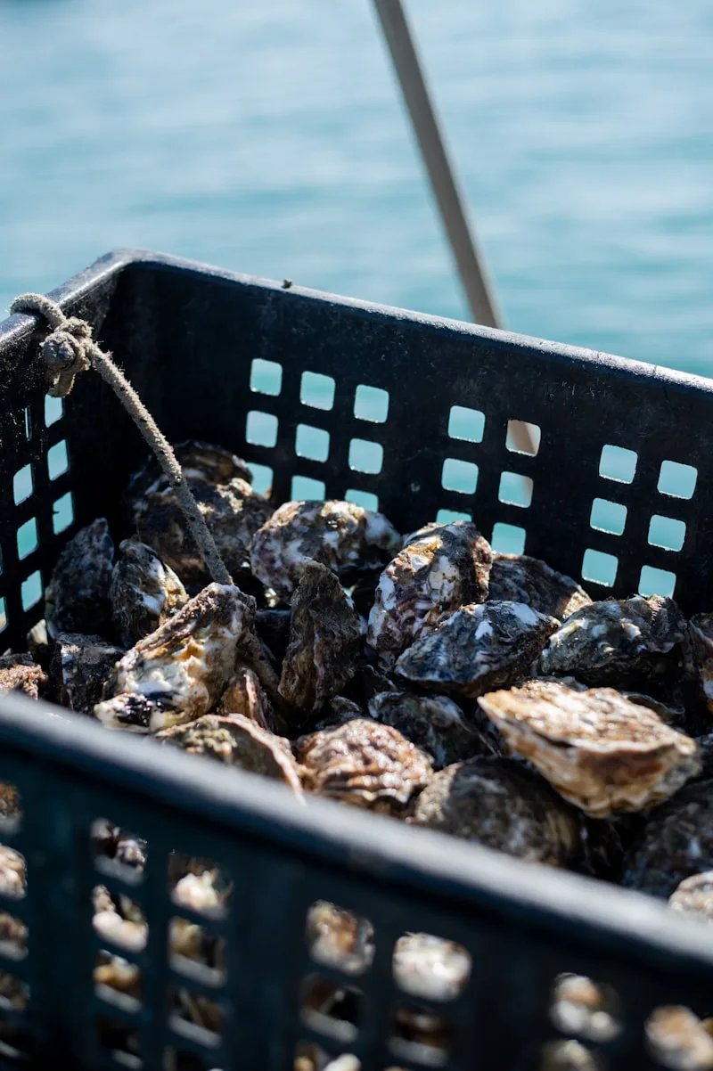 Fresh clams from the sea